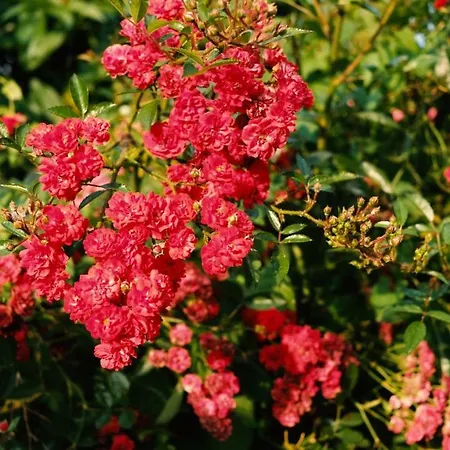 Maison d'hôtes Rupertstubn 3*